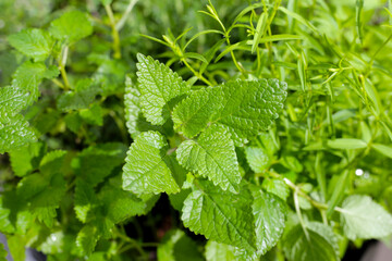 Fresh herbs in the garden