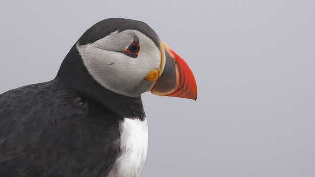 FAROE ISLANDS - JULY.16.2023 - Close-up of an Atlantic Puffin looking out over the mist on the Faroe Islands.