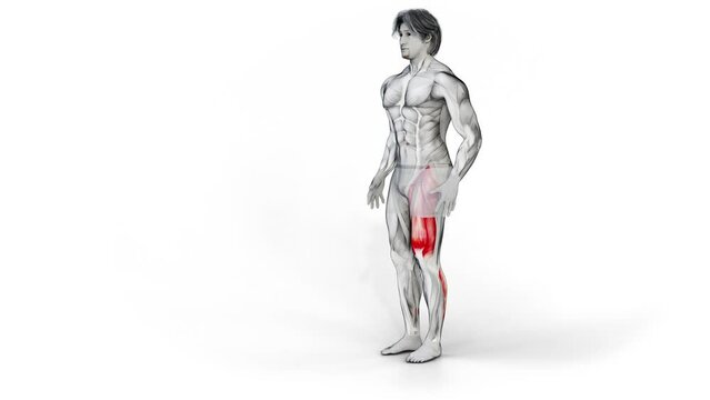 Single Leg Heel Touch Squat-3D (124)-
Anatomy of fitness and bodybuilding with distinct active muscles-
150 frame Animation + 150 frame Alpha Matte
