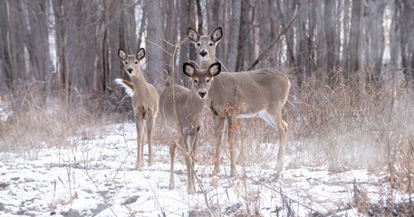 Winter's Watch: Odocoileus virginianus - The White-tailed Deer Herd, Hungry and Curious in Big Game Season.  Wildlife Photography. 