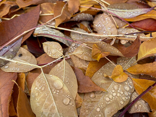 Fallen yellow leaves after rain in the park