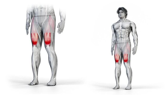 Hip Flexion L+R-3D (151)-
Anatomy of fitness and bodybuilding with distinct active muscles-
150 frame Animation + 150 frame Alpha Matte
