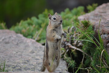 Naklejka na ściany i meble Brown Chipmunk or Golden Mantled Ground Squirrel (callospermophilus lateralis) standing upright on back legs on a rock in front of a green foliage background.