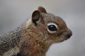 Close-up profile of a brown chipmunk or golden-mantled ground squirrel with shiny black eyes and whiskers sitting on a rock with 
a blurred gray background.