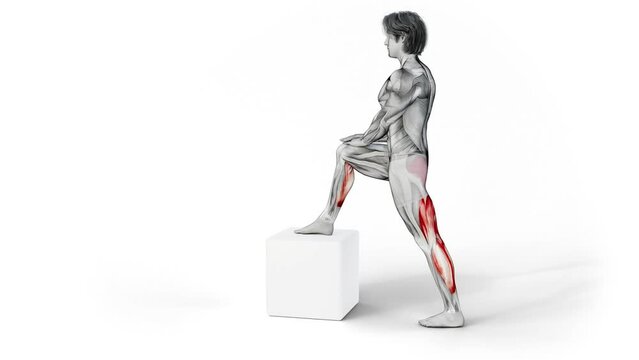Standing Hip Flexor Stretch-3D (163)-
Anatomy of fitness and bodybuilding with distinct active muscles-
150 frame Animation + 150 frame Alpha Matte
