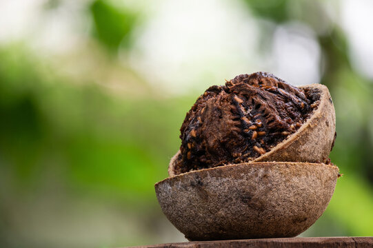 Elephant apple or Limonia acidissima fruits on natural background.