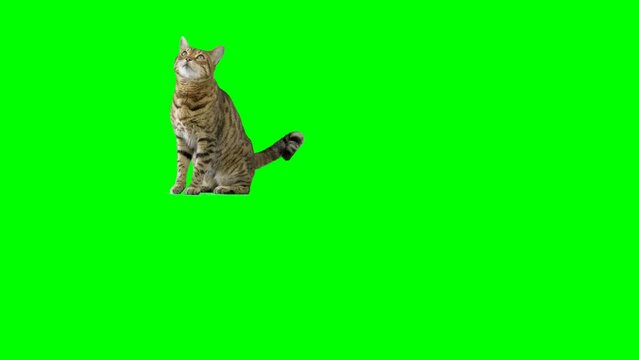 Bengal cat standing on hind legs jumps up onto platform and sits down then jumps back down on green screen isolated with chroma key.