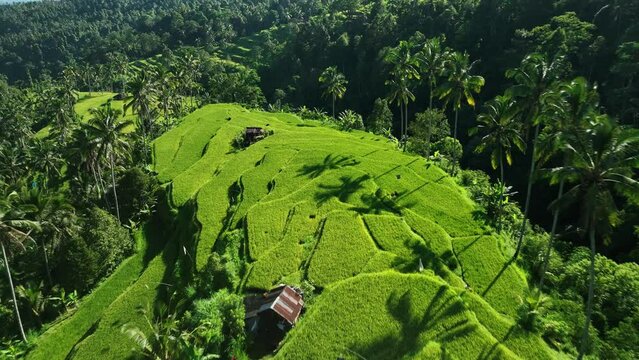 2023 - Excellent aerial view moving from lush rice terraces to green forested mountains in Bali, Indonesia.