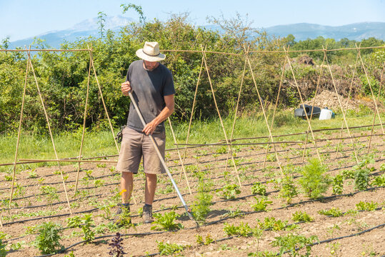 Mature man tilling a field on sunny day