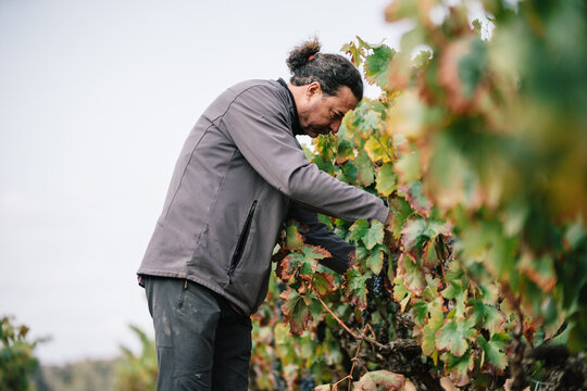 Man harvesting grapes with tool in farm