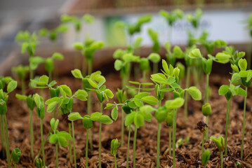 Seedlings of Samanea saman is a species of flowering tree in the pea family, Fabaceae, now in the Mimosoid clade