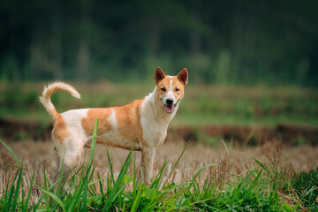 A Dog looking at the Camera, animal closeup