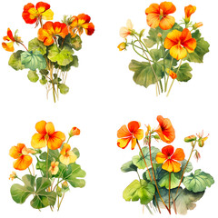 Set of nasturtium flowers isolated on white background