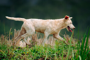 Side view of White dog walking with open mouth, animal closeup