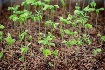 Seedlings of Samanea saman is a species of flowering tree in the pea family, Fabaceae, now in the Mimosoid clade