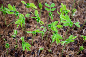 Seedlings of Samanea saman is a species of flowering tree in the pea family, Fabaceae, now in the Mimosoid clade