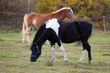 Obraz premium Beautiful horse on the paddock in autumn.Poland