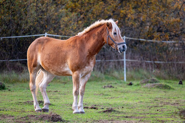 Obraz premium Beautiful horse on the paddock in autumn.Poland