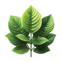 Green leaves vector illustration