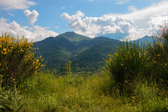 Distant view with a mountain called Karavoula and some blooming yellow wildflowers.