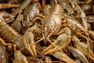 Freshwater crayfish caught for cooking, close-up. Lots of live crayfish. Freshwater crayfish without water
