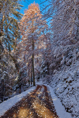 Beautiful road through the forest covered with snow in Madonna di Campiglio