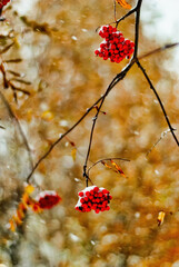 Red rowan berries under the snow in the autumn forest. Selective focus.