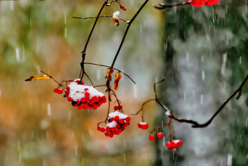 Red rowan berries on a branch in the snow. Autumn background