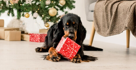 Gordon setter dog gnaws Christmas gift box at festive decorated room. Purebred pet doggy with New...