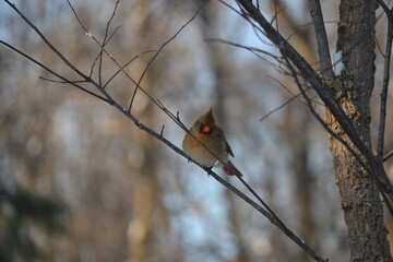 A female Northern Cardinal, the state bird of Kentucky, sitting on a snowy tree branch.