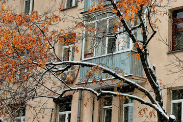 Trees with autumn leaves against window during snowfall in winter