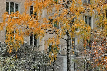 Trees with yellow leaves in the city during snowfall in winter