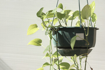 Hanging pot containing Dutch betel vines, isolated on a white background