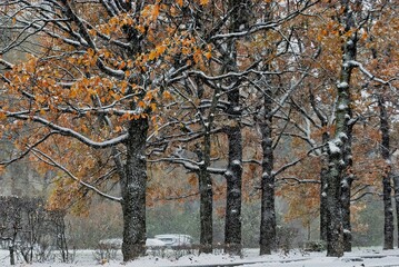 Trees in the park during a snowfall in the fall