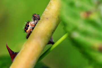 Curiosity of a jumping spider