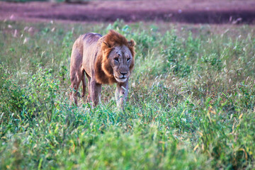 A Maneless Tsavo Lion moves across the savanna at Tsavo National Park, Kenya, Africa