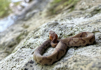 Copperhead at rest