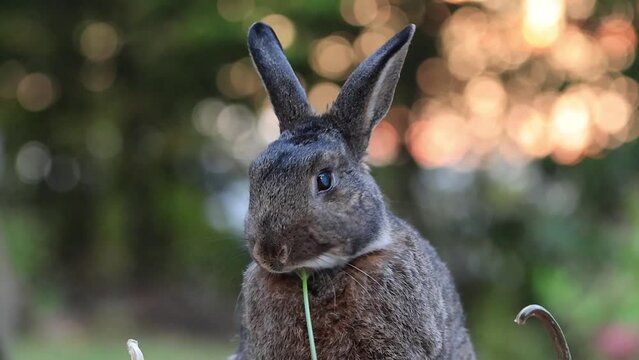 Small elder grey rabbit in fall garden eating parsley with soft bokeh background and copy space