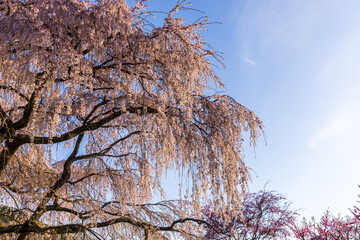 奈良県宇陀市　満開の又兵衛桜　
