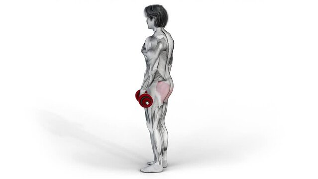 Glutes-Dumbbell Romanian Deadlift-3D (511)-
Anatomy of fitness and bodybuilding with distinct active muscles-
150 frame Animation + 150 frame Alpha Matte