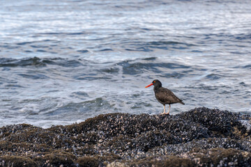 Black Oyster catcher in the coast