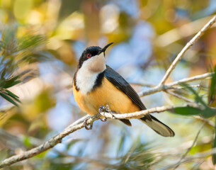 Eastern Spinebill (Acanthorhynchus tenuirostris) perching on a branch amongst autumn-colored foliage