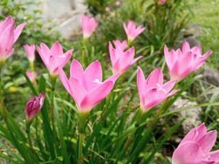 Zephyr lilies bloom in the front garden of the house. the color is beautiful with a combination of pink, white and yellow