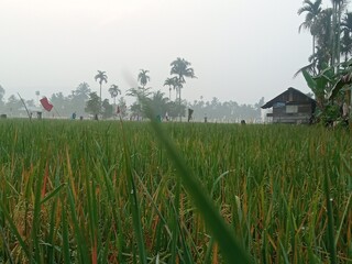 The rice in the rice fields has turned yellow, a sign that it will soon be harvested