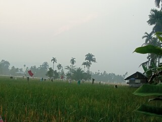 The rice in the rice fields has turned yellow, a sign that it will soon be harvested