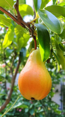 A pear hanging from a tree in a garden