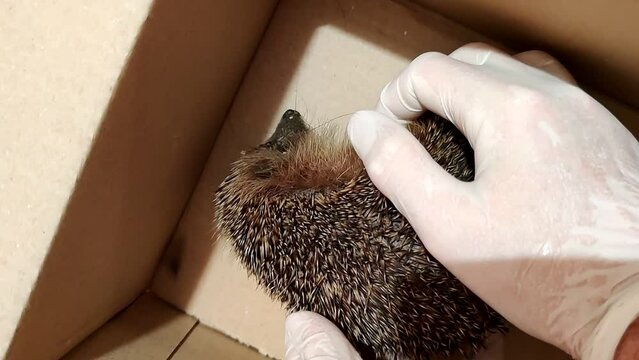 sickly hedgehog that has been saved for medical attention. afflicted with pneumonia, gasps for air with each small breath, each pulse a battle in its slow rhythm. Its eyes bear the dull glaze of fever