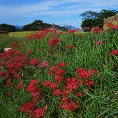 秋美しい満開なヒガンバナと田園風景