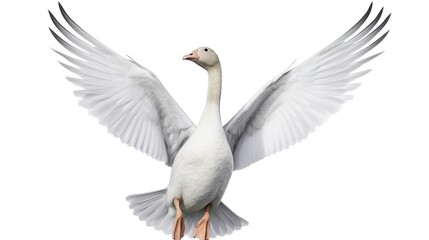 beautiful white goose spread its wings wide