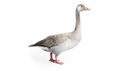 A grey goose isolated on white background